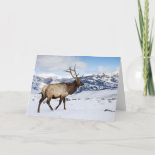 Eenzame stier eland Yellowstone National Park Kaart