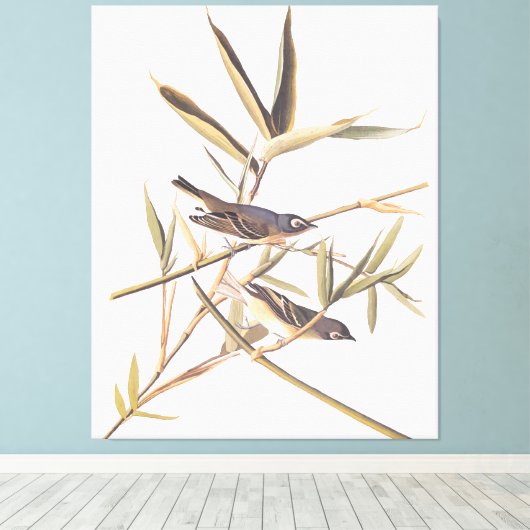 Eenzame Vireo Flycatcher van Audubon op riet Canvas Afdruk (Insitu (Houten vloer))