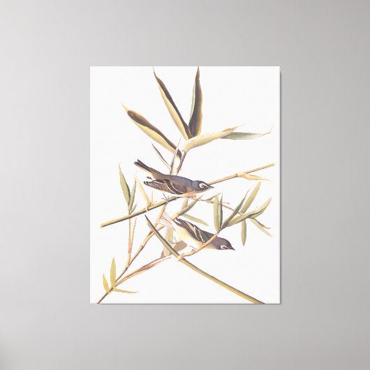 Eenzame Vireo Flycatcher van Audubon op riet Canvas Afdruk (Voorkant)