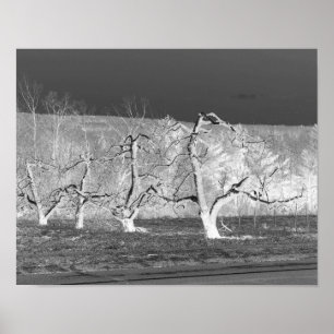Eerie Apple Trees Natuur Print