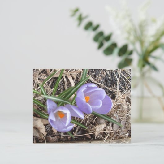 Eerste Crocus. -briefkaart Briefkaart (Staand voorkant)