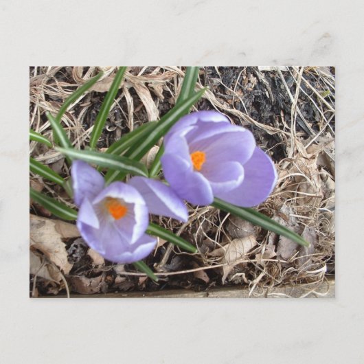 Eerste Crocus. -briefkaart Briefkaart (Voorkant)