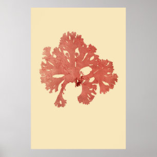 Eerste derde van vier geperste zeewier poster