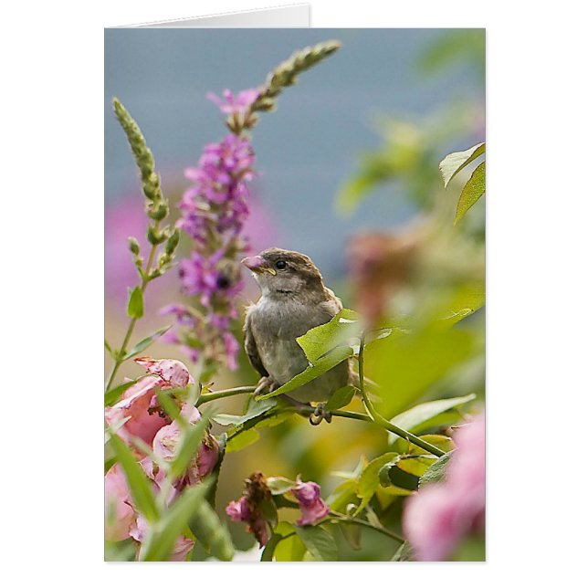 Eerste lente (Voorkant)