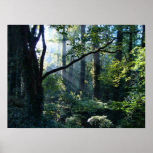 Eerste lichte druk poster