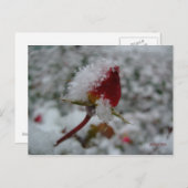 eerste sneeuw briefkaart (Voorkant / Achterkant)