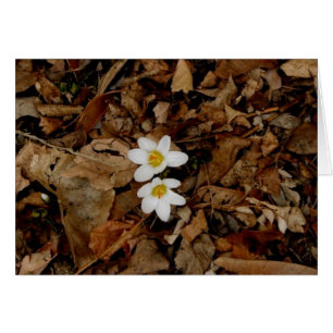 Eerste teken van de lente