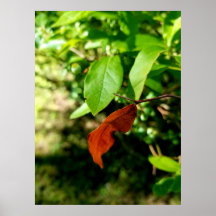 Eerste tekenen van Herfst Poster Print