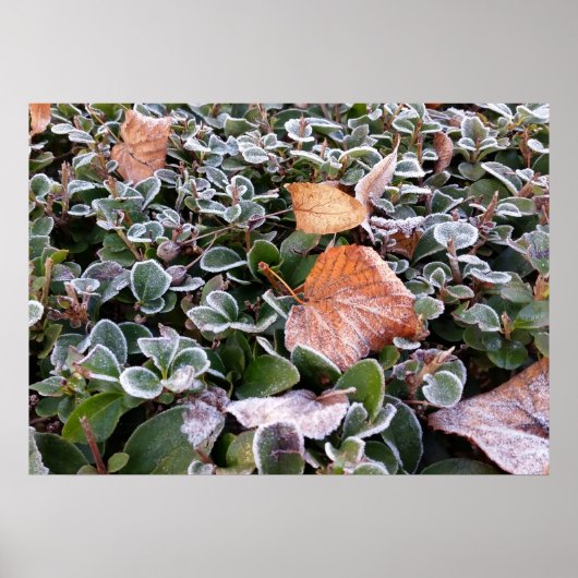 eerste vorst poster (Voorkant)