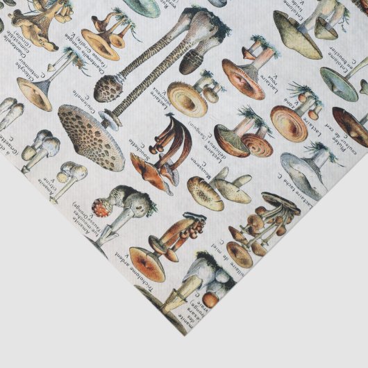 Eetbare paddenstoel Tissuepapier (Detail)