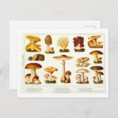  Eetbare Paddestoel Botanische Briefkaart (Voorkant / Achterkant)
