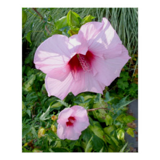 Eetbare reuzenhibiscus Flower Perfect Poster