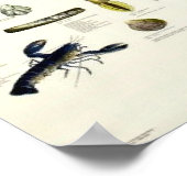 Eetbare weekdieren en schaaldieren  Repro. Afdrukk Poster (Hoek)