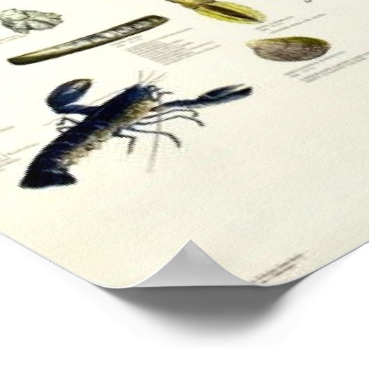 Eetbare weekdieren en schaaldieren  Repro. Afdrukk Poster (Hoek)