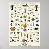 Eetbare weekdieren en schaaldieren  Repro. Afdrukk Poster (Voorkant)