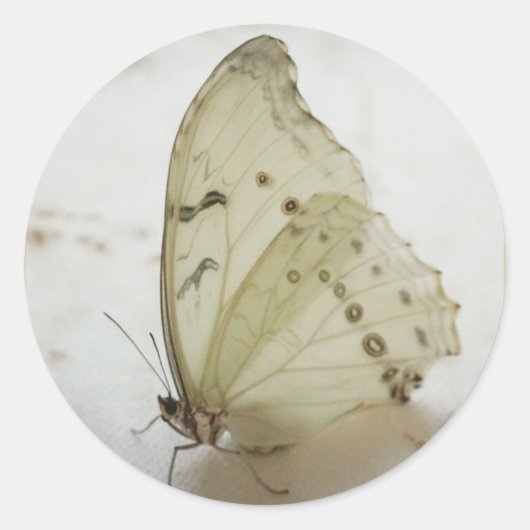 Effacer le sceau de papillon / Étiquette / Sticker (Devant)