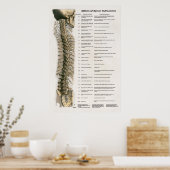 Effecten van Spinale subluxatie Poster Chiroprakti (Keuken)