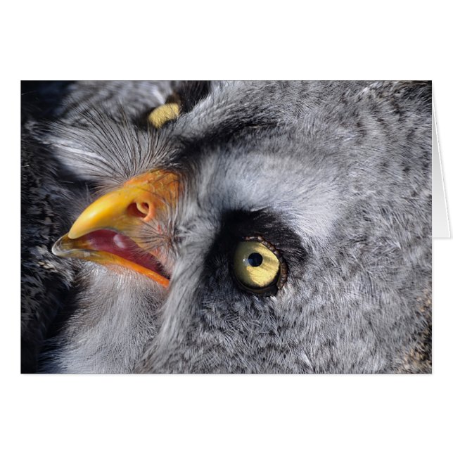 Effraction (Devant horizontal)