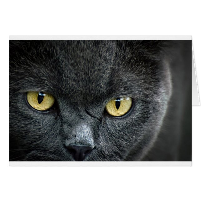 Effrayant oeil de chat (Devant horizontal)