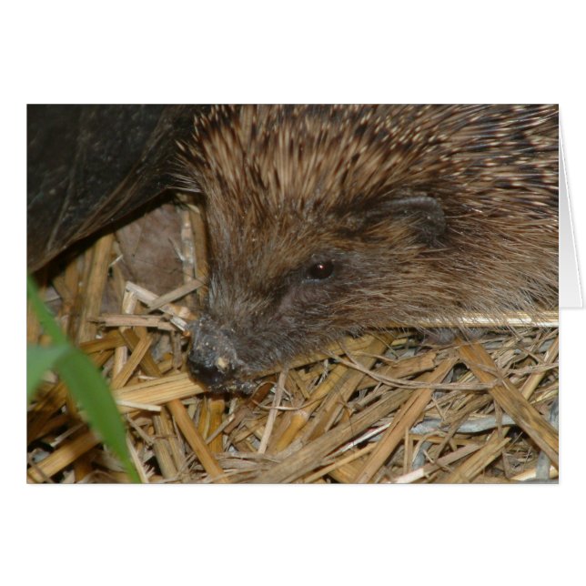 Egel (Voorkant Horizontaal)