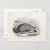 egel 1800s Egel Illustratie Briefkaart (Voorkant / Achterkant)