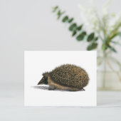 Egel Animal  Illustration Briefkaart (Staand voorkant)
