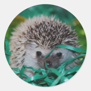 Egel Baby in paasgras Ronde Sticker