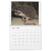Egel-baby kalender 3 (Mar 2026)