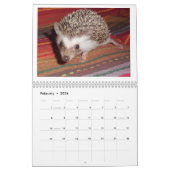 Egel-baby kalender 3 (Feb 2026)