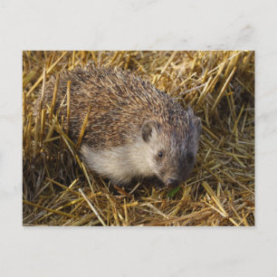 Egel Briefkaart