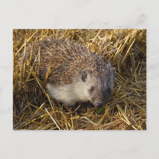 Egel Briefkaart (Voorkant)