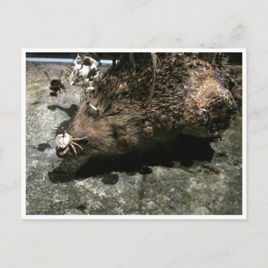 egel briefkaart (Voorkant)