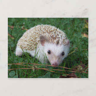 Egel Briefkaart