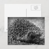 Egel Briefkaart (Voorkant / Achterkant)