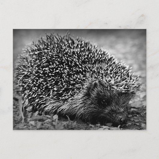 Egel Briefkaart (Voorkant)