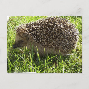 Egel-Briefkaart Briefkaart