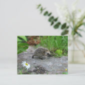 Egel-briefkaart Briefkaart (Staand voorkant)