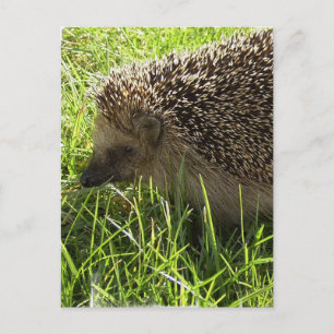 Egel-Briefkaart Briefkaart