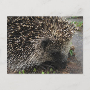 Egel-briefkaart Briefkaart