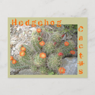 Egel Cactus Briefkaart