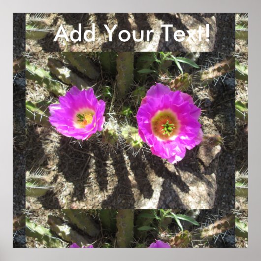 Egel Cactus Poster (Voorkant)