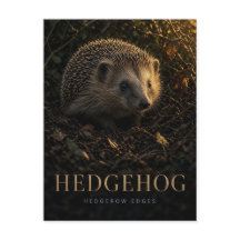 Egel heggenrand randen natuur dier