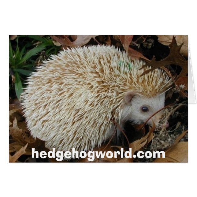 egel in bladeren (Voorkant Horizontaal)