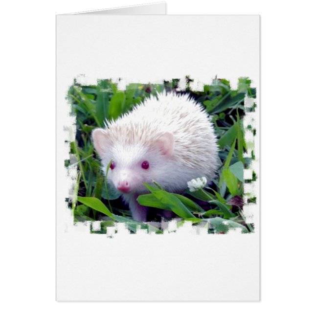 Egel in de gras (Voorkant)