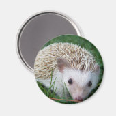 Egel Magneet (Voorkant / Achterkant)