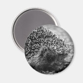egel magneet (Voorkant / Achterkant)