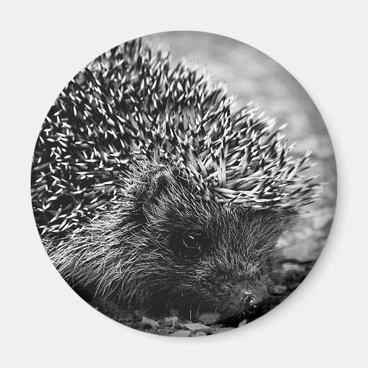egel magneet (Voorkant)