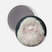 Egel Magneet (Voorkant / Achterkant)