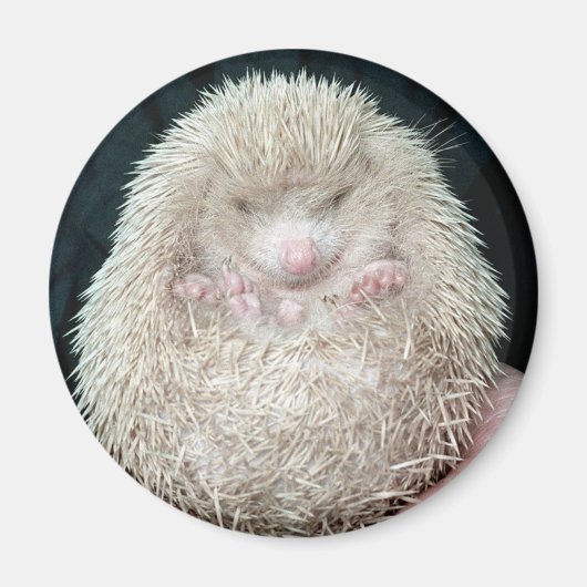 Egel Magneet (Voorkant)