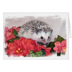 Egel met Oranje bloemen